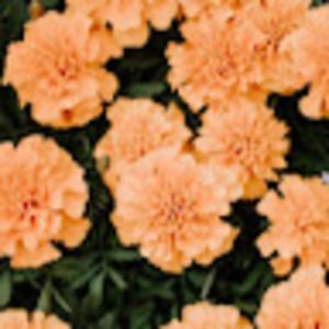 Meet your Posher, Liv